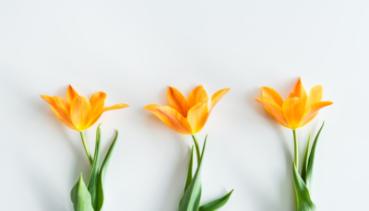 Blumen 013