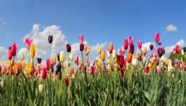 Frühling 004
