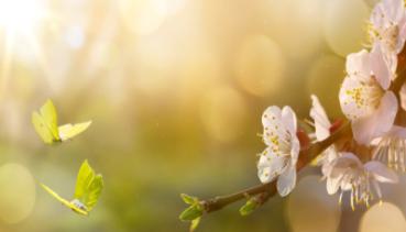 Frühling 007