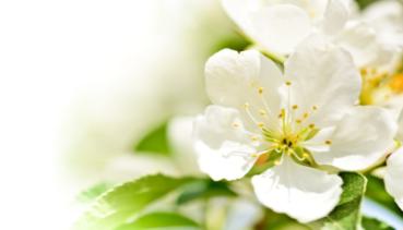 Frühling 009