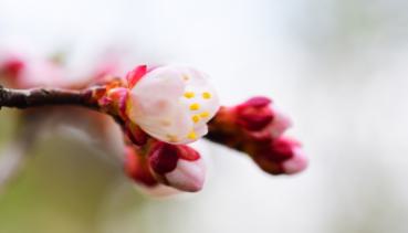 Frühling 013