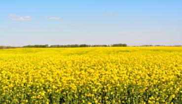 Frühling 014
