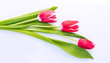 Frühling 015