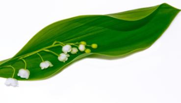 Frühling 017