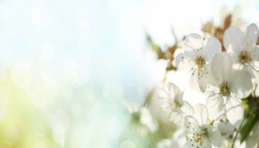 Frühling 018