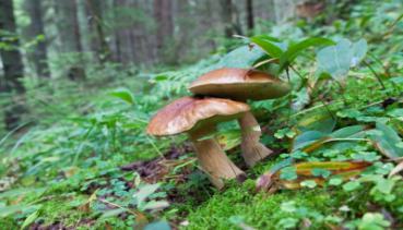 Herbst 001