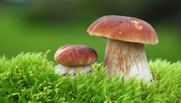 Herbst 003