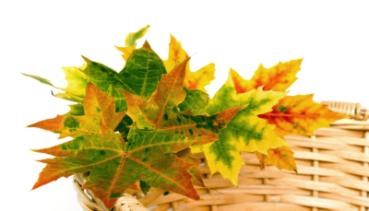 Herbst 004