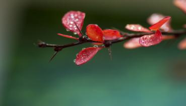Herbst 009