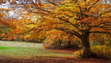 Herbst 010