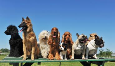 Hunde 001