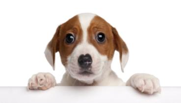 Hunde 002