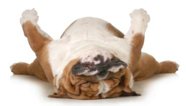 Hunde 003