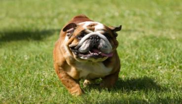Hunde 004