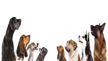 Hunde 005