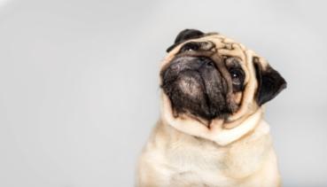Hunde 008