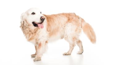Hunde 009