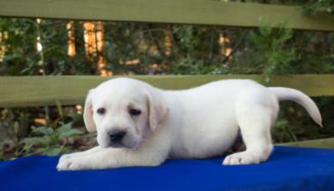 Hunde 010
