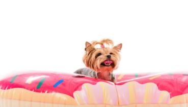Hunde 012