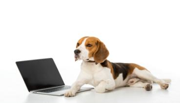 Hunde 014