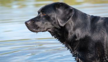 Hunde 015