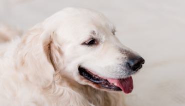 Hunde 016