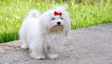 Hunde 017