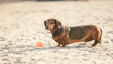 Hunde 018