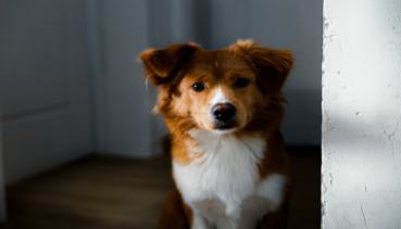 Hunde 019
