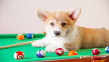 Hunde 020