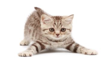 Katzen 001