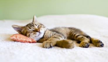 Katzen 002