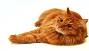 Katzen 003