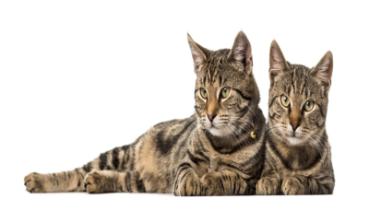 Katzen 004