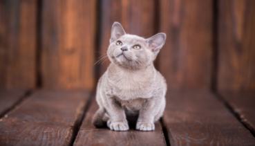 Katzen 005