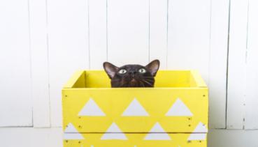 Katzen 006