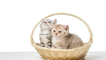 Katzen 007