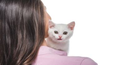 Katzen 008