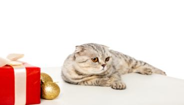 Katzen 013