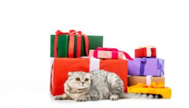 Katzen 010