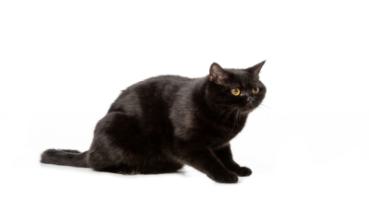 Katzen 011