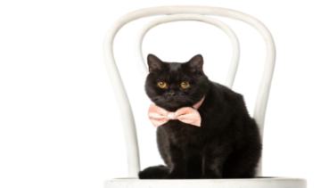 Katzen 012