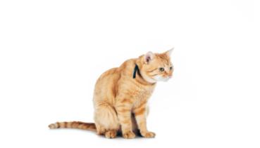 Katzen 014
