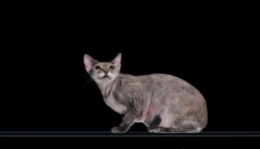 Katzen 015