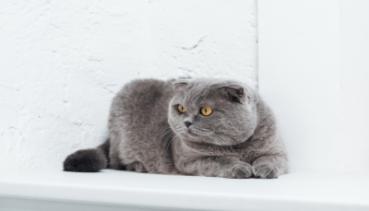 Katzen 016