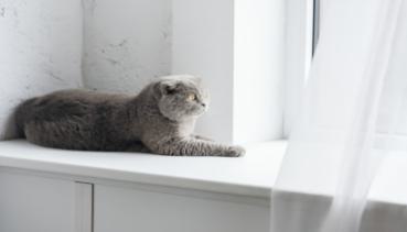 Katzen 017