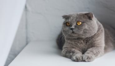 Katzen 018