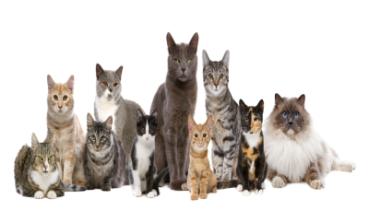Katzen 019