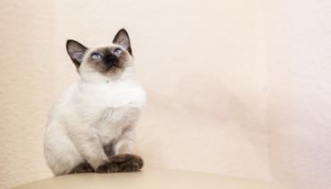 Katzen 020