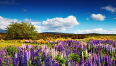 Natur 003